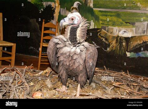 vultures in versace|Maison des Vautours .